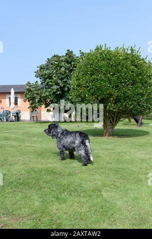 Ritratto di undici anni cocker inglese spaniel cane Foto Stock