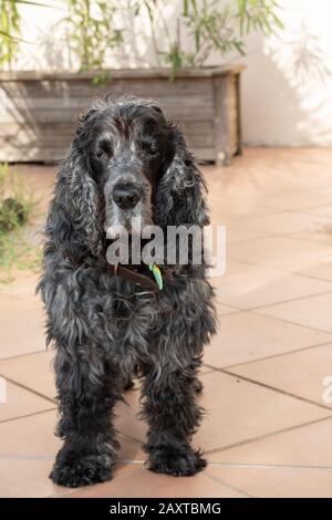 Ritratto di undici anni cocker inglese spaniel cane Foto Stock