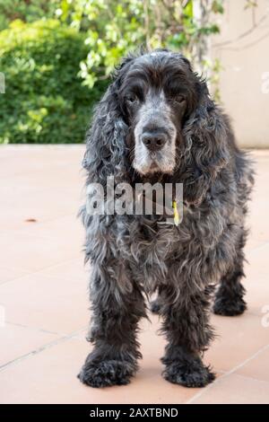 Ritratto di undici anni cocker inglese spaniel cane Foto Stock