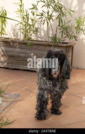 Ritratto di undici anni cocker inglese spaniel cane Foto Stock