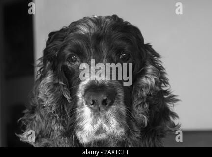 Ritratto di cane di spaniel, un cocker inglese di undici anni Foto Stock