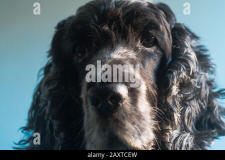 Ritratto di cane di spaniel, un cocker inglese di undici anni Foto Stock
