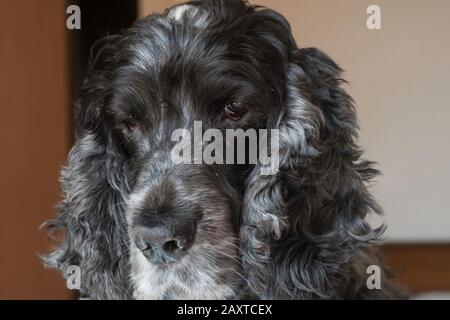 Ritratto di cane di spaniel, un cocker inglese di undici anni Foto Stock
