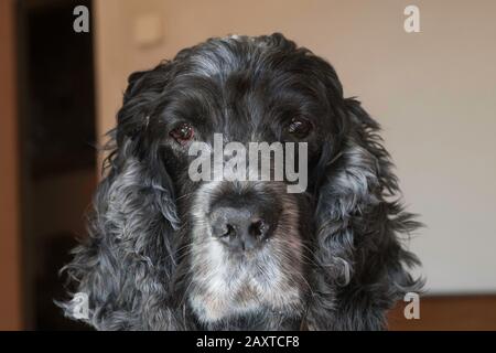 Ritratto di cane di spaniel, un cocker inglese di undici anni Foto Stock
