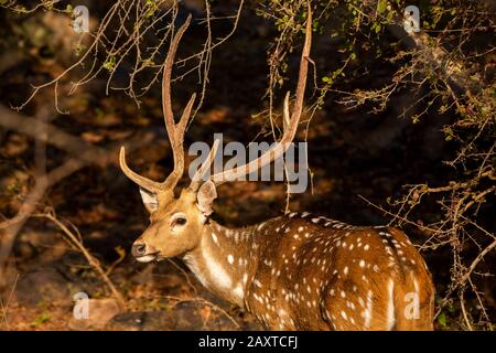 India, Rajasthan, Ranthambhore, Parco Nazionale, zona 1, chital maschile, Asse assi noto anche come cervo macchiato Foto Stock