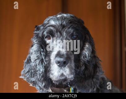 Ritratto di cane di spaniel, un cocker inglese di undici anni Foto Stock