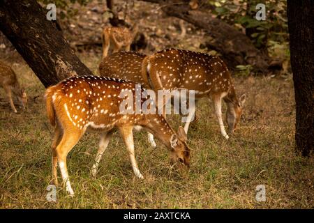 India, Rajasthan, Ranthambhore, Parco Nazionale, zona 2, femmina chital, Asse assi noto anche come cervi avvistati al pascolo Foto Stock