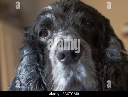 Ritratto di cane di spaniel, un cocker inglese di undici anni Foto Stock