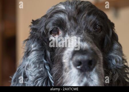 Ritratto di cane di spaniel, un cocker inglese di undici anni Foto Stock