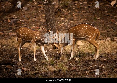 India, Rajasthan, Ranthambhore, Parco Nazionale, zona 2, chital maschile, Asse assi noto anche come avvistato cervo rutting Foto Stock
