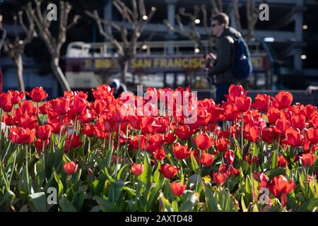 San Francisco. 12th Feb, 2020. La foto scattata il 12 febbraio 2020 mostra i tulipani in fiore in una mostra di tulipani a San Francisco, negli Stati Uniti. Credito: Li Jianguo/Xinhua/Alamy Live News Foto Stock