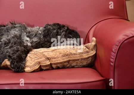 Ritratto dieci anni di inglese cocker spaniel Foto Stock
