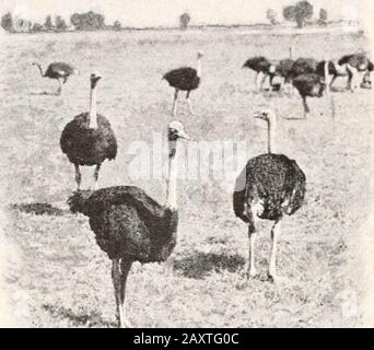 "Una biologia civica: Presentata in problemi" (c1914) Foto Stock