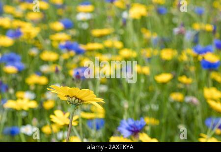 Fiori di prato inglese in estate alla fattoria di lavanda Snowshill nel Cotswolds Foto Stock