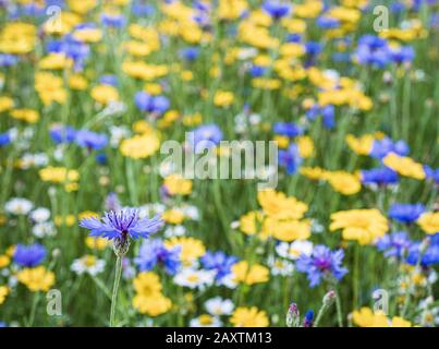 Fiori di prato inglese in estate alla fattoria di lavanda Snowshill nel Cotswolds Foto Stock