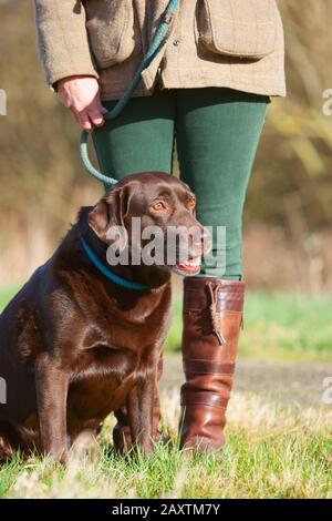 Un vecchio cioccolato labrador Retriever lavoro cane seduto con il suo proprietario Foto Stock