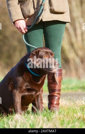 Un vecchio cioccolato labrador Retriever lavoro cane seduto con il suo proprietario Foto Stock