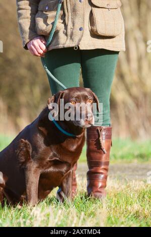 Un vecchio cioccolato labrador Retriever lavoro cane seduto con il suo proprietario Foto Stock