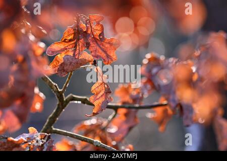 Bel primo piano di foglie d'autunno marrone, secche e rugose, di un albero di quercia alla luce del sole. Visto in Germania nel mese di febbraio Foto Stock