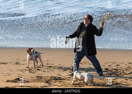 Un proprietario di cane che lancia una palla per il suo giovane energico Springer Spaniels su Fistral Beach a Newquay in Cornovaglia. Foto Stock