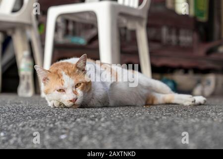 Un gatto adulto rosso e bianco con occhi rossi e gialli si trova sul marciapiede in una posizione rilassata e guarda la fotocamera. Foto Stock