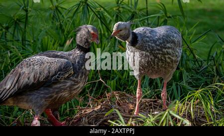 Lo screamer crespato (screamer meridionale) è un grande uccello grigio con occasionali piume nere e marroni. Vivono nella parte meridionale dell'Ameri meridionale Foto Stock