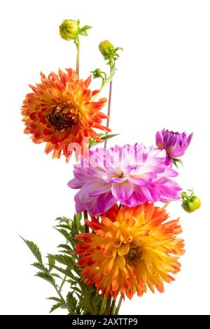 Isolato colorato dahlia fiori su sfondo bianco Foto Stock