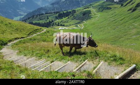 Bull in una valle circondata da colline coperte di boschi sotto la luce del sole Foto Stock