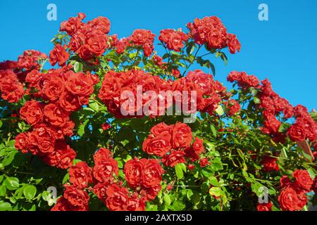 Grande cespuglio di rose scarlet su uno sfondo di cielo blu Foto Stock