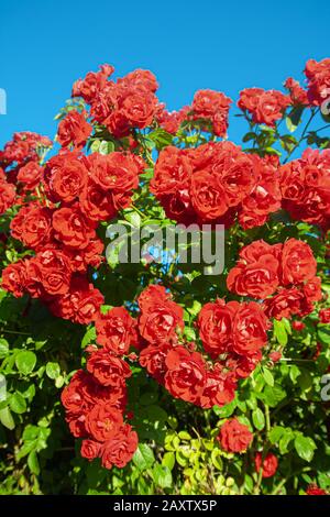 Grande cespuglio di rose scarlet su uno sfondo di cielo blu Foto Stock