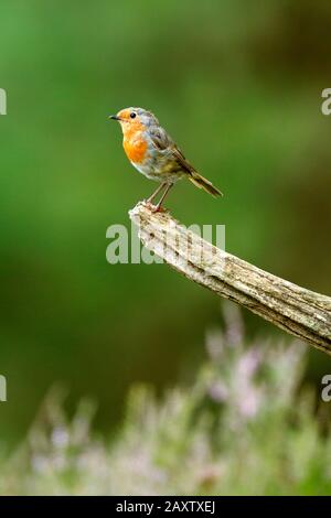 Redseni, Erithacus rubecula Foto Stock