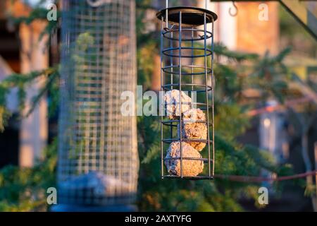 Palle di grasso in pendente alimentatore di uccelli di fronte ad albero di pino in sole di sera Foto Stock