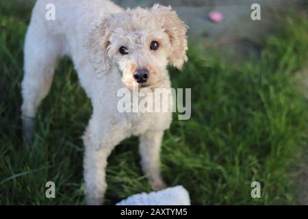 giocattolo albicocca poodle, 4 anni, in piedi all'aperto con gli occhi marroni e muso marrone, albicocca poodle in piedi in erba, carino poodle guardare in macchina fotografica Foto Stock