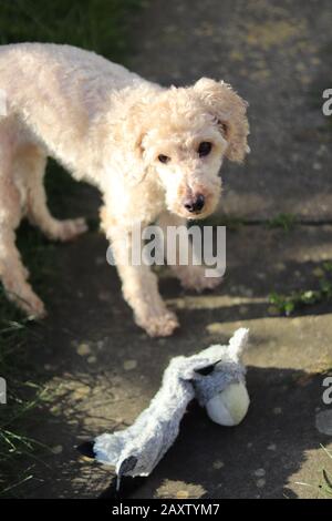 albicocca giocattolo poodle staring, occhi marrone e muso marrone, carino cucciolo giocare all'aperto, cane giocoso Foto Stock