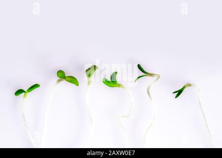 La neve fresca germogli di piselli su sfondo bianco. Dieta sana superfood e concetto di cibo verde micro. Foto Stock