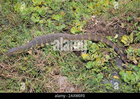 Il monitor del Nilo (Varanus niloticus) È un membro della famiglia di monitor (Varanidae) che si trova in La maggior parte dell'Africa sub-sahariana e lungo il Nilo Foto Stock