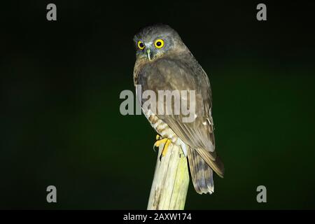 Brown Hawk Owl, Ninox Scutulata, Maguri Beel, A Sud-Est Del Parco Nazionale Di Dibru Saikhowa, Distretto Di Tinsukia, Upper Assam, India Foto Stock