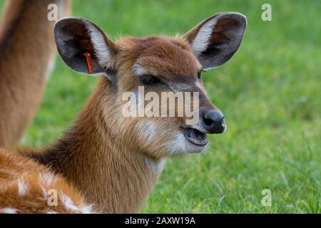 (Sitatunga Tragelaphus spekii) Foto Stock