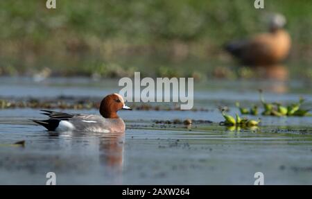 Wigeon Eurasiatica, Penelope Mareca, Beel Maguri, Distretto Di Tinsukia Di Upper Assam, India Foto Stock