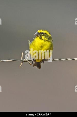 Yelow Canary (Crithagra flaviventris flaviventris) adulto maschio arroccato su una recinzione a filo spinato Western Cape, Sud Africa novembre Foto Stock