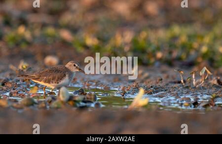 Temminck'S Stint, Calidris Temminckii, Maguri Beel, Distretto Di Tinsukia Di Upper Assam, India Foto Stock