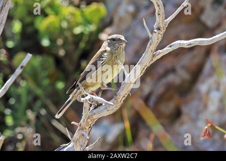 Yelow Canary (Crithagra flaviventris flaviventris) adulto femmina arroccato su ramo morto Western Cape, Sud Africa Novembre Foto Stock