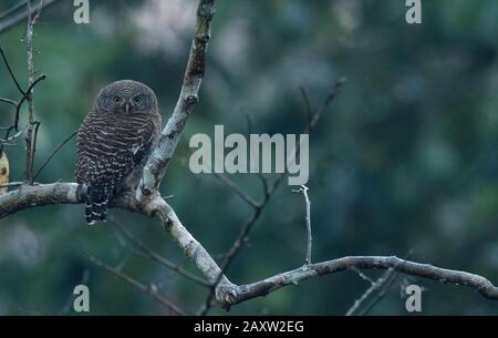 Gufo Barrosso Asiatico, Cuculoides Di Glaucidium, Santuario Di Fauna Selvatica Di Dehing Dehing Patkai, Assam, India Foto Stock