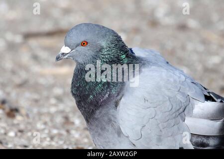 Scoglio piccione closeup Foto Stock