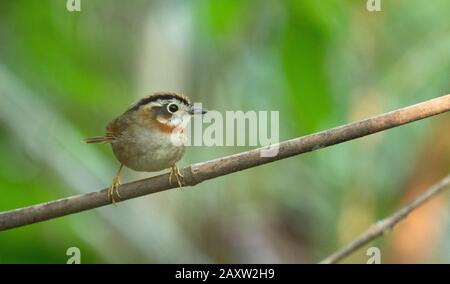 Fulvetta, Schoeniparus Rufogularis, Santuario Della Fauna Selvatica Di Dehing Dehing Patkai, Assam, India Foto Stock