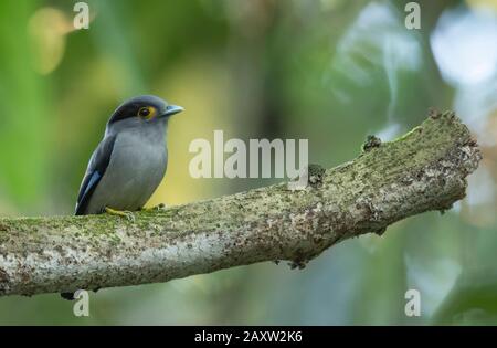 Banda Larga Argentato, Serilophus Lunatus, Dehing Dehing Patkai Wildlife Sanctuary, Assam, India Foto Stock