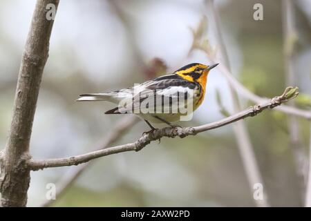 Blackburnian Warbler maschio Foto Stock