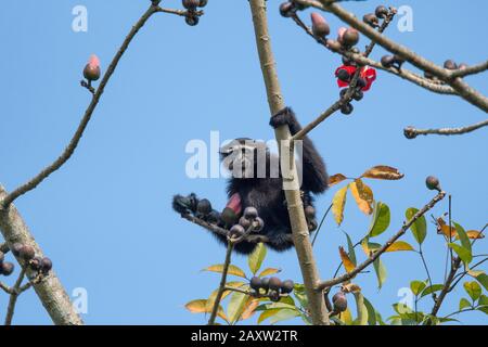 Hooklock Gibbon Maschio Dehing Patkai Wildlife Sanctuary, Assam, India Foto Stock