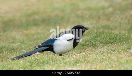 Magpie eurasiatico o magpie comune, Pica pica, Ladakh, Jammu e Kashmir, India Foto Stock