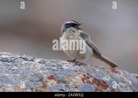 Brown, Prunella Fulvescens, Ladakh, Jammu E Kashmir, India Foto Stock